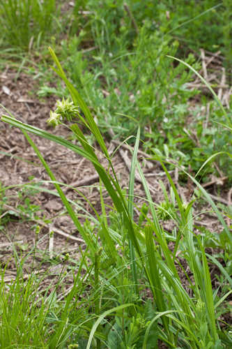 Carex grayi #6